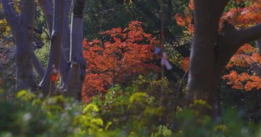 Tokyo 'daki Hibiya parkında bir gingko ağacı. Yüksek kalite 4K görüntü. Chiyoda bölgesi Tokyo 12.15.2024 Tokyo 'da bir parktır..