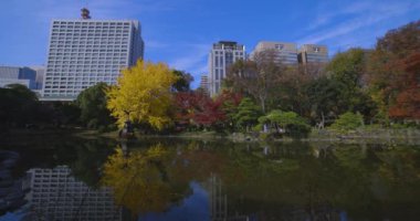 Tokyo 'daki Hibiya parkında bir gingko ağacı. Yüksek kalite 4K görüntü. Chiyoda bölgesi Tokyo 12.15.2024 Tokyo 'da bir parktır..