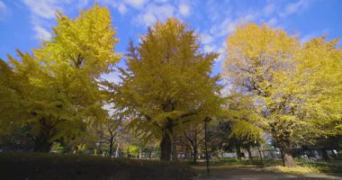 Tokyo 'daki Hibiya parkında bir gingko ağacı. Yüksek kalite 4K görüntü. Chiyoda bölgesi Tokyo 12.15.2024 Tokyo 'da bir parktır..