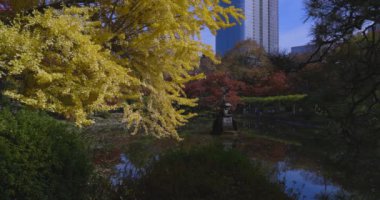 Tokyo 'daki Hibiya parkında bir gingko ağacı. Yüksek kalite 4K görüntü. Chiyoda bölgesi Tokyo 12.15.2024 Tokyo 'da bir parktır..