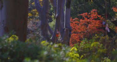Tokyo 'daki Hibiya parkında bir gingko ağacı. Yüksek kalite 4K görüntü. Chiyoda bölgesi Tokyo 12.15.2024 Tokyo 'da bir parktır..