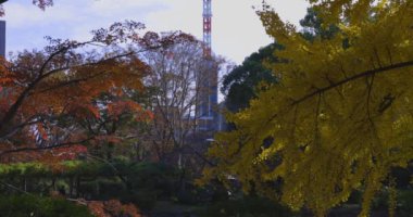 Tokyo 'daki Hibiya parkında bir gingko ağacı. Yüksek kalite 4K görüntü. Chiyoda bölgesi Tokyo 12.15.2024 Tokyo 'da bir parktır..
