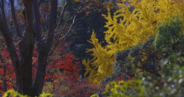 Tokyo 'daki Hibiya parkında bir gingko ağacı. Yüksek kalite 4K görüntü. Chiyoda bölgesi Tokyo 12.15.2024 Tokyo 'da bir parktır..