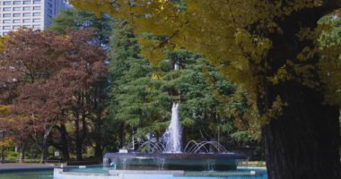 Tokyo 'daki Hibiya parkında bir gingko ağacı. Yüksek kalite 4K görüntü. Chiyoda bölgesi Tokyo 12.15.2024 Tokyo 'da bir parktır..