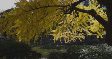 Tokyo 'daki Hibiya parkında bir gingko ağacı. Yüksek kalite 4K görüntü. Chiyoda bölgesi Tokyo 12.15.2024 Tokyo 'da bir parktır..