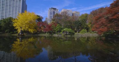 Tokyo 'daki Hibiya parkında bir gingko ağacı. Yüksek kalite 4K görüntü. Chiyoda bölgesi Tokyo 12.15.2024 Tokyo 'da bir parktır..