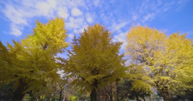 Tokyo 'daki Hibiya parkında bir gingko ağacı. Yüksek kalite 4K görüntü. Chiyoda bölgesi Tokyo 12.15.2024 Tokyo 'da bir parktır..