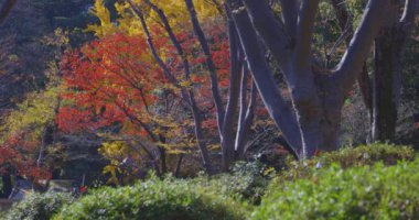 Tokyo 'daki Hibiya parkında bir gingko ağacı. Yüksek kalite 4K görüntü. Chiyoda bölgesi Tokyo 12.15.2024 Tokyo 'da bir parktır..