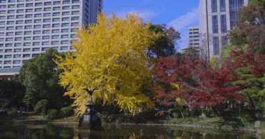 Tokyo 'daki Hibiya parkında bir gingko ağacı. Yüksek kalite 4K görüntü. Chiyoda bölgesi Tokyo 12.15.2024 Tokyo 'da bir parktır..