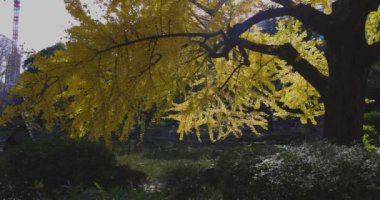 Tokyo 'daki Hibiya parkında bir gingko ağacı. Yüksek kalite 4K görüntü. Chiyoda bölgesi Tokyo 12.15.2024 Tokyo 'da bir parktır..