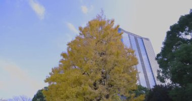 Tokyo 'daki Hibiya parkında bir gingko ağacı. Yüksek kalite 4K görüntü. Chiyoda bölgesi Tokyo 12.15.2024 Tokyo 'da bir parktır..