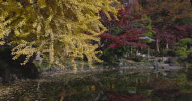 Tokyo 'daki Hibiya parkında bir gingko ağacı. Yüksek kalite 4K görüntü. Chiyoda bölgesi Tokyo 12.15.2024 Tokyo 'da bir parktır..