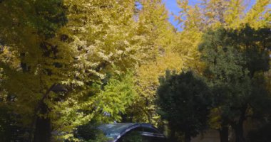 Tokyo 'daki Hibiya parkında bir gingko ağacı. Yüksek kalite 4K görüntü. Chiyoda bölgesi Tokyo 12.15.2024 Tokyo 'da bir parktır..