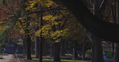 Tokyo 'daki Hibiya parkında bir gingko ağacı. Yüksek kalite 4K görüntü. Chiyoda bölgesi Tokyo 12.15.2024 Tokyo 'da bir parktır..