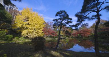Tokyo 'daki Hibiya parkında bir gingko ağacı. Yüksek kalite 4K görüntü. Chiyoda bölgesi Tokyo 12.15.2024 Tokyo 'da bir parktır..
