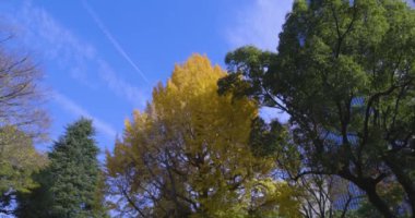 Tokyo 'daki Hibiya parkında bir gingko ağacı. Yüksek kalite 4K görüntü. Chiyoda bölgesi Tokyo 12.15.2024 Tokyo 'da bir parktır..