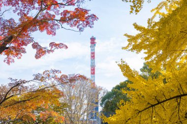 Sarı bir gingko ağacı ve Tokyo 'daki Hibiya parkında kulesi olan kırmızı akçaağaç. Yüksek kalite fotoğraf. Chiyoda bölgesi Tokyo 12.15.2024 Tokyo 'da bir parktır..