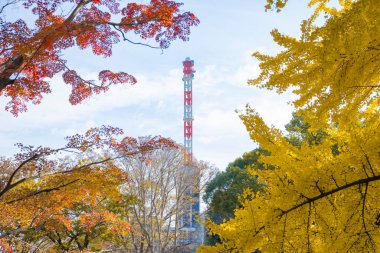 Sarı bir gingko ağacı ve Tokyo 'daki Hibiya parkında kulesi olan kırmızı akçaağaç. Yüksek kalite fotoğraf. Chiyoda bölgesi Tokyo 12.15.2024 Tokyo 'da bir parktır..