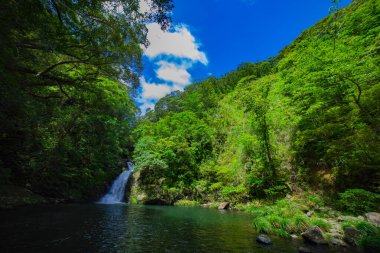 Waterfall in the green forest in Amami oshima Kagoshima sunny day. Amami district Kagoshima Japan - 05.21.2019 clipart