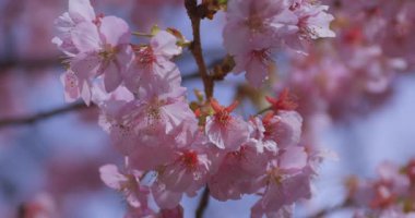 Baharda parkta çiçek açan bir Kawazu kirazı. Yüksek kalite 4K görüntü. Suginami bölgesi Tokyo 03.13.2025