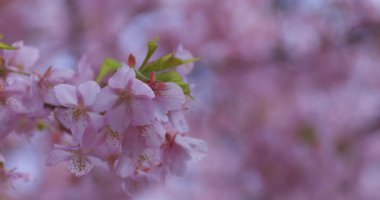 Baharda parkta çiçek açan bir Kawazu kirazı. Yüksek kalite 4K görüntü. Suginami bölgesi Tokyo 03.13.2025