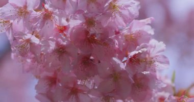 Baharda parkta çiçek açan bir Kawazu kirazı. Yüksek kalite 4K görüntü. Suginami bölgesi Tokyo 03.13.2025