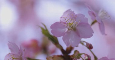 Baharda parkta çiçek açan bir Kawazu kirazı. Yüksek kalite 4K görüntü. Suginami bölgesi Tokyo 03.13.2025