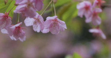 Baharda parkta çiçek açan bir Kawazu kirazı. Yüksek kalite 4K görüntü. Suginami bölgesi Tokyo 03.13.2025