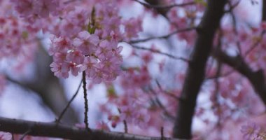 Baharda parkta çiçek açan bir Kawazu kirazı. Yüksek kalite 4K görüntü. Suginami bölgesi Tokyo 03.13.2025