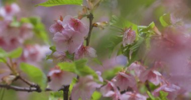 Baharda parkta çiçek açan bir Kawazu kirazı. Yüksek kalite 4K görüntü. Suginami bölgesi Tokyo 03.13.2025