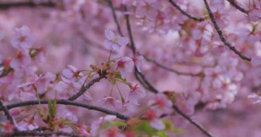 Baharda parkta çiçek açan bir Kawazu kirazı. Yüksek kalite 4K görüntü. Suginami bölgesi Tokyo 03.13.2025