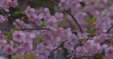 Baharda parkta çiçek açan bir Kawazu kirazı. Yüksek kalite 4K görüntü. Suginami bölgesi Tokyo 03.13.2025