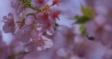 Baharda parkta çiçek açan bir Kawazu kirazı. Yüksek kalite 4K görüntü. Suginami bölgesi Tokyo 03.13.2025