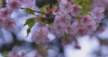 Baharda parkta çiçek açan bir Kawazu kirazı. Yüksek kalite 4K görüntü. Suginami bölgesi Tokyo 03.13.2025