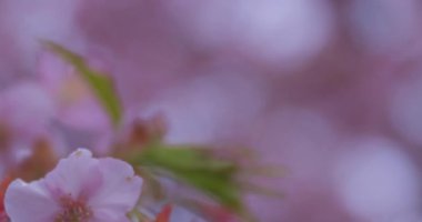 Baharda parkta çiçek açan bir Kawazu kirazı. Yüksek kalite 4K görüntü. Suginami bölgesi Tokyo 03.13.2025