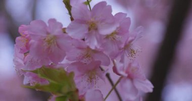 Baharda parkta çiçek açan bir Kawazu kirazı. Yüksek kalite 4K görüntü. Suginami bölgesi Tokyo 03.13.2025