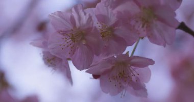 Baharda parkta çiçek açan bir Kawazu kirazı. Yüksek kalite 4K görüntü. Suginami bölgesi Tokyo 03.13.2025