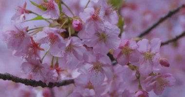 Baharda parkta çiçek açan bir Kawazu kirazı. Yüksek kalite 4K görüntü. Suginami bölgesi Tokyo 03.13.2025