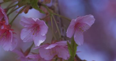 Kawazu kiraz çiçekleri baharda parkta rüzgarda sallanıyor. Yüksek kalite 4K görüntü. Nerima bölgesi Tokyo 03.14.2025