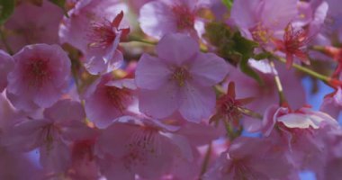 Kawazu kiraz çiçekleri baharda parkta rüzgarda sallanıyor. Yüksek kalite 4K görüntü. Nerima bölgesi Tokyo 03.14.2025