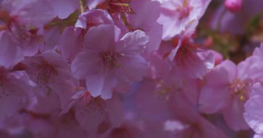 Kawazu kiraz çiçekleri baharda parkta rüzgarda sallanıyor. Yüksek kalite 4K görüntü. Nerima bölgesi Tokyo 03.14.2025