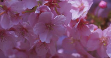 Kawazu kiraz çiçekleri baharda parkta rüzgarda sallanıyor. Yüksek kalite 4K görüntü. Nerima bölgesi Tokyo 03.14.2025