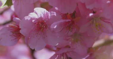 Kawazu kiraz çiçekleri baharda parkta rüzgarda sallanıyor. Yüksek kalite 4K görüntü. Nerima bölgesi Tokyo 03.14.2025