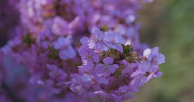Kawazu kiraz çiçekleri baharda parkta rüzgarda sallanıyor. Yüksek kalite 4K görüntü. Nerima bölgesi Tokyo 03.14.2025