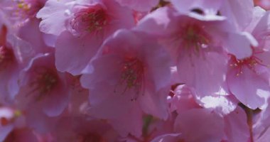 Kawazu kiraz çiçekleri baharda parkta rüzgarda sallanıyor. Yüksek kalite 4K görüntü. Nerima bölgesi Tokyo 03.14.2025