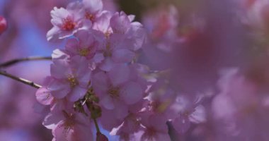 Kawazu kiraz çiçekleri baharda parkta rüzgarda sallanıyor. Yüksek kalite 4K görüntü. Nerima bölgesi Tokyo 03.14.2025