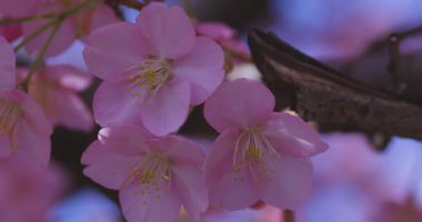 Kawazu kiraz çiçekleri baharda parkta rüzgarda sallanıyor. Yüksek kalite 4K görüntü. Nerima bölgesi Tokyo 03.14.2025