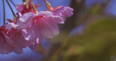Kawazu kiraz çiçekleri baharda parkta rüzgarda sallanıyor. Yüksek kalite 4K görüntü. Nerima bölgesi Tokyo 03.14.2025