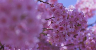 Kawazu kiraz çiçekleri baharda parkta rüzgarda sallanıyor. Yüksek kalite 4K görüntü. Nerima bölgesi Tokyo 03.14.2025