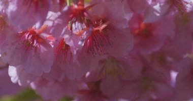 Kawazu kiraz çiçekleri baharda parkta rüzgarda sallanıyor. Yüksek kalite 4K görüntü. Nerima bölgesi Tokyo 03.14.2025